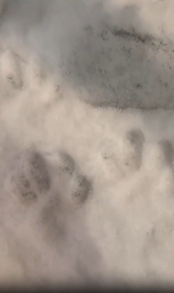 手で動物の足跡を作る