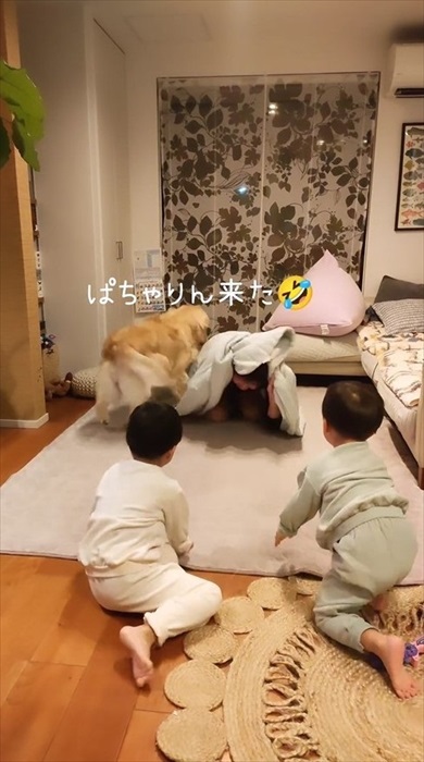 毛布おばけに食べられ待ちの息子たちとワンコ
