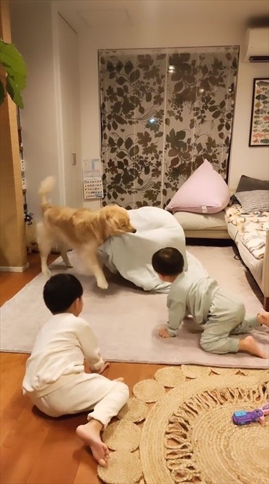 毛布おばけに食べられ待ちの息子たちとワンコ