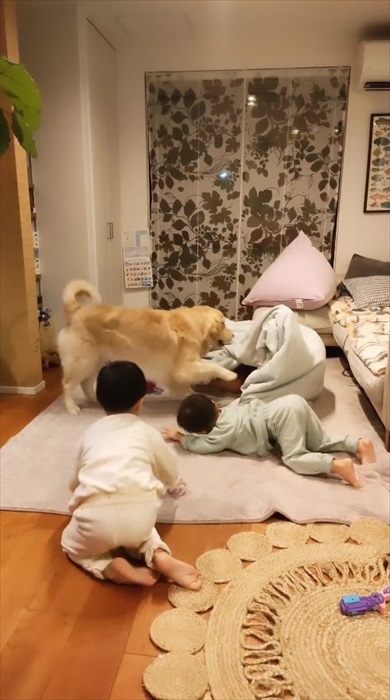 毛布おばけに食べられ待ちの息子たちとワンコ