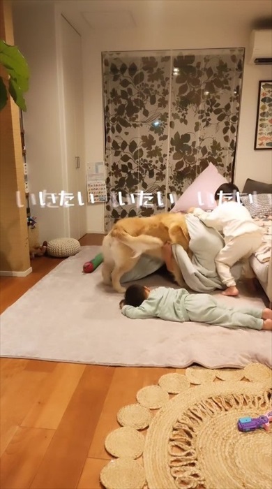 毛布おばけに食べられ待ちの息子たちとワンコ
