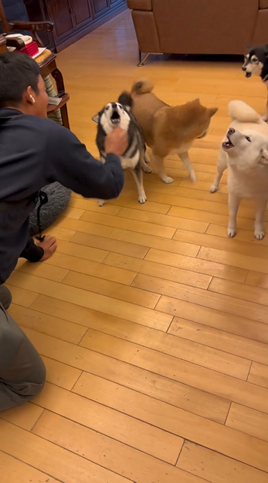 ワンコたちをなでるお兄ちゃん