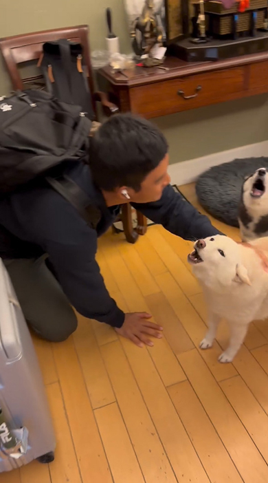 お兄ちゃんになでてもらう白いワンコ