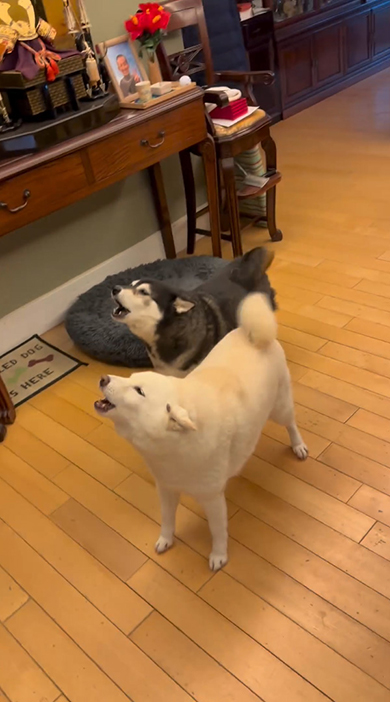 遠吠えする2匹のワンコ