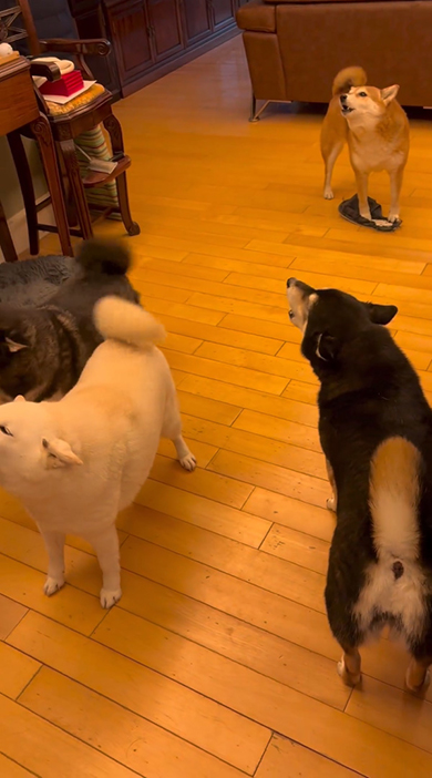 遠吠えする4匹のワンコ