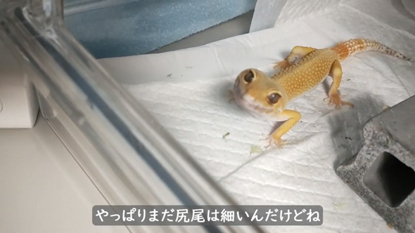 ガリッガリ レオパ 保護 飼育放棄 元気に ビフォーアフター  ヒョウモントカゲモドキ