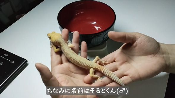 ガリッガリ レオパ 保護 飼育放棄 元気に ビフォーアフター  ヒョウモントカゲモドキ