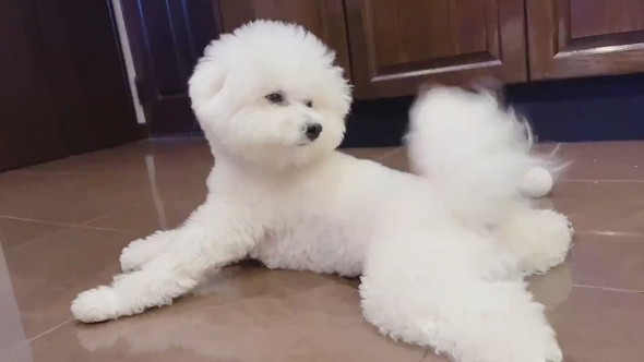 しっぽに気づいたワンコ