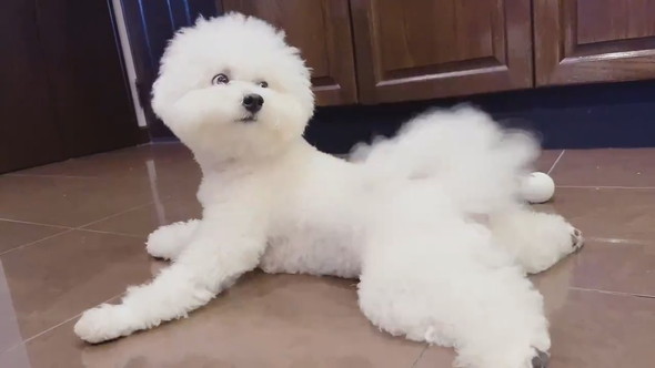 しっぽに気づいたワンコ