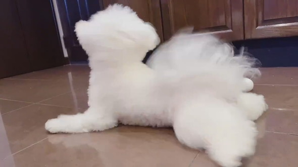 しっぽに気づいたワンコ