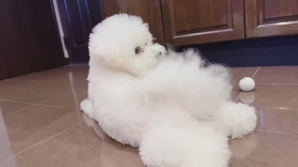 しっぽに気づいたワンコ