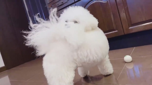 しっぽに気づいたワンコ