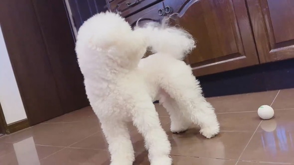 しっぽに気づいたワンコ