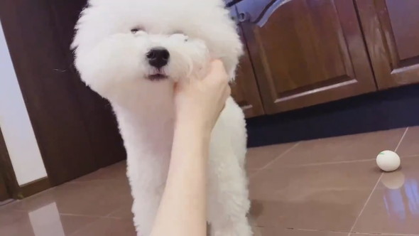 しっぽに気づいたワンコ