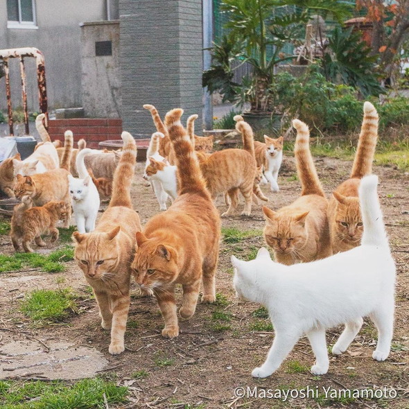 尻尾を立てている猫たち