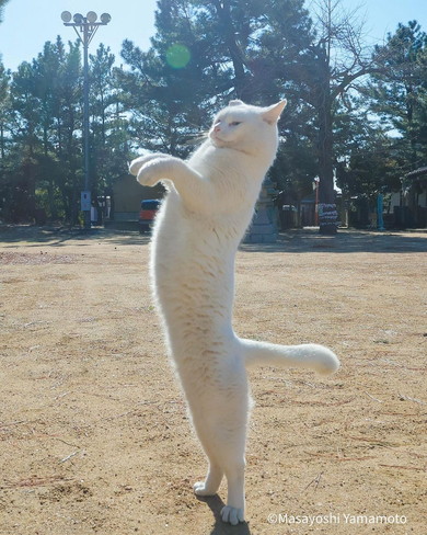 後ろ足で立つ白い猫