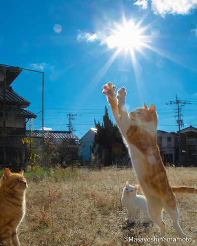 ジャンプしている猫