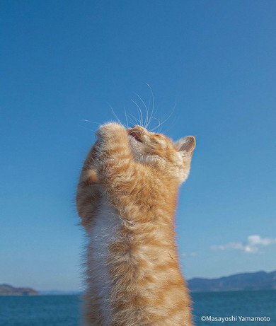 祈っているような猫