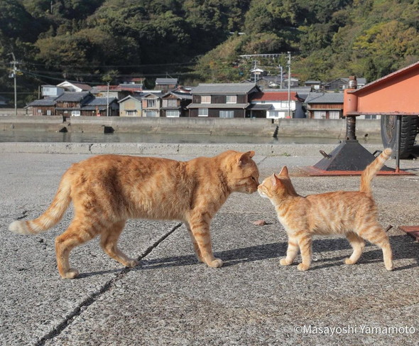 触れ合う母猫と子猫