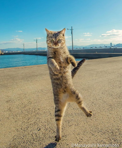 ジャンプしている猫