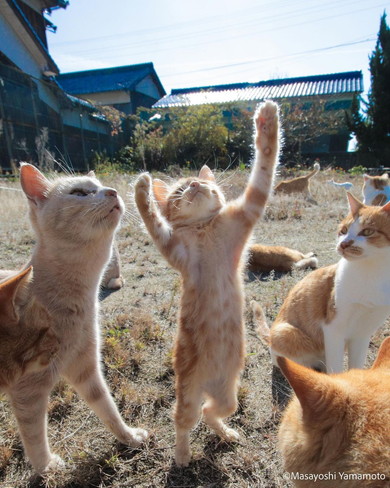 後ろ足で立つ子猫