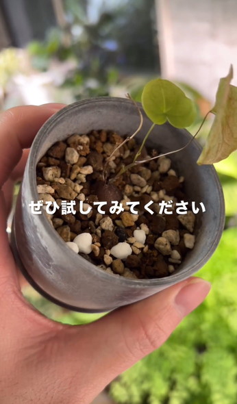 枯れやすい鉢を解説