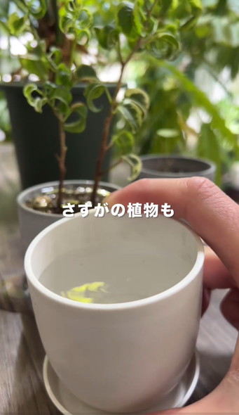 枯れやすい鉢を解説