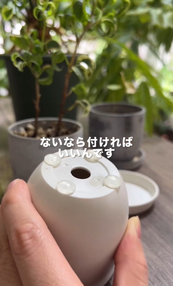 枯れやすい鉢を解説