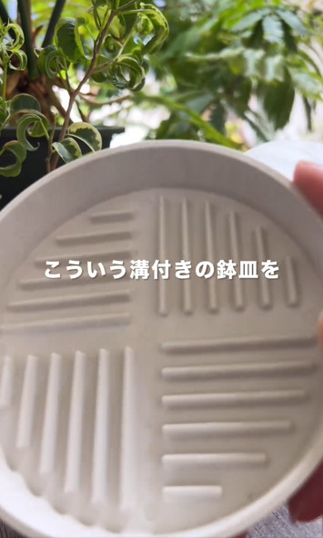 枯れやすい鉢を解説