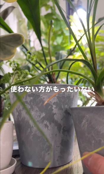枯れやすい鉢を解説