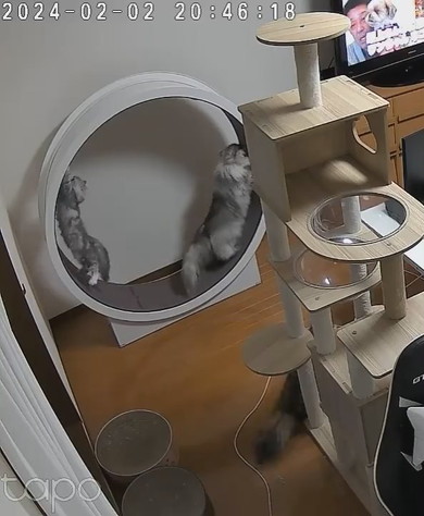 キャットホイールで遊ぶ猫ちゃん2匹
