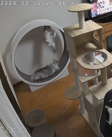 キャットホイールで遊ぶ猫ちゃん2匹