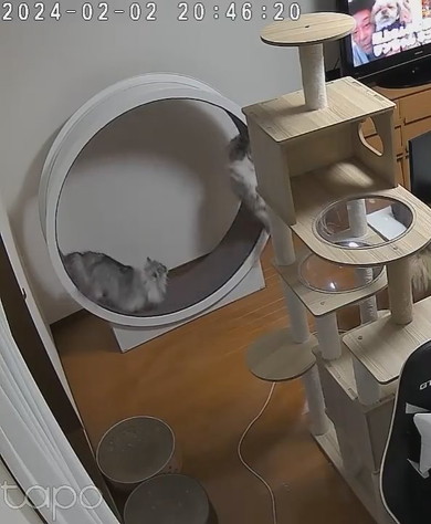 キャットホイールで遊ぶ猫ちゃん2匹