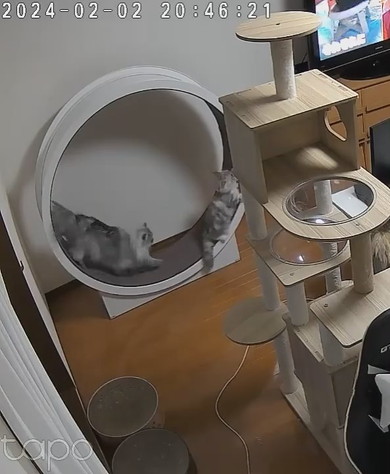キャットホイールで遊ぶ猫ちゃん2匹