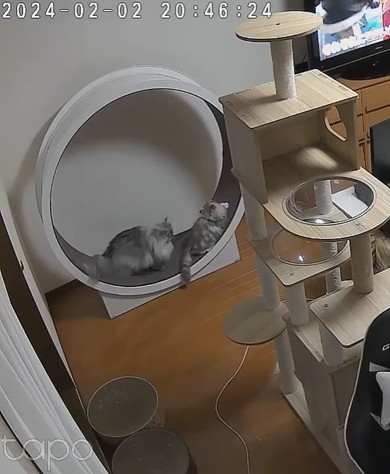 キャットホイールで遊ぶ猫ちゃん2匹