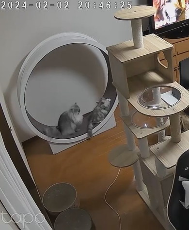 キャットホイールで遊ぶ猫ちゃん2匹