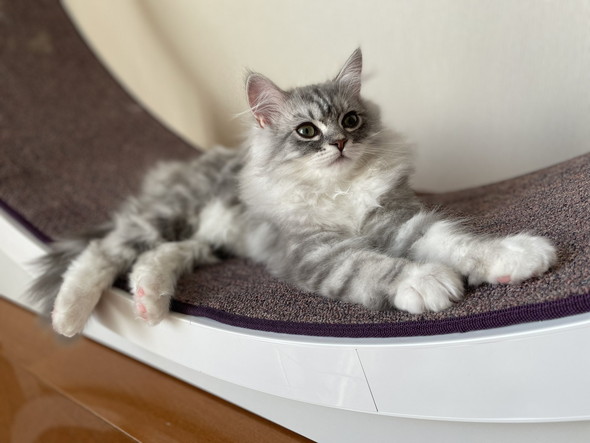 キャットホイール上でくつろぐ猫ちゃん