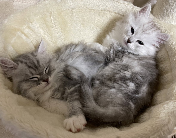 ハンモックでくつろぐ2匹の猫ちゃん