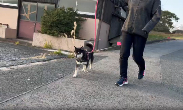 近所をお散歩するワンコ