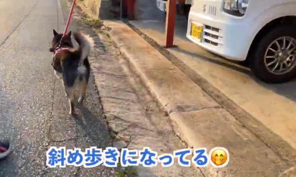 斜め歩きがかわいいワンコ