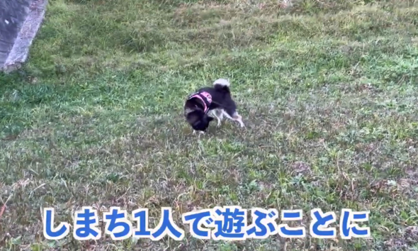 ひとり遊びをするワンコ