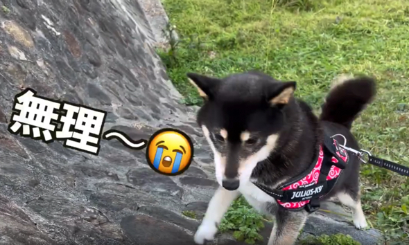 岩ブロックに登ろうとするワンコ