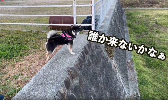 お友達を待つワンコ