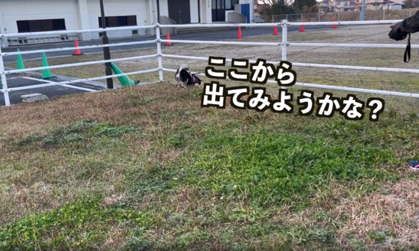 ポールをくぐろうとするワンコ