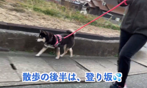 お散歩は後半戦