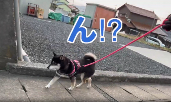 ある異変に気付く飼い主さん