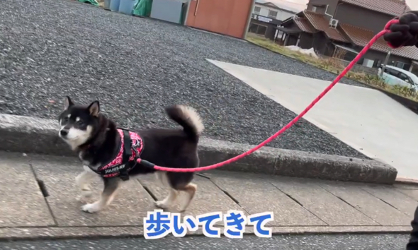 ワンコが歩いていると
