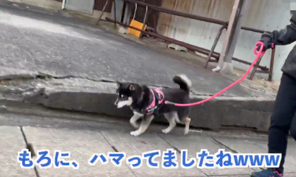 ドジっ子なワンコにツボる飼い主さん