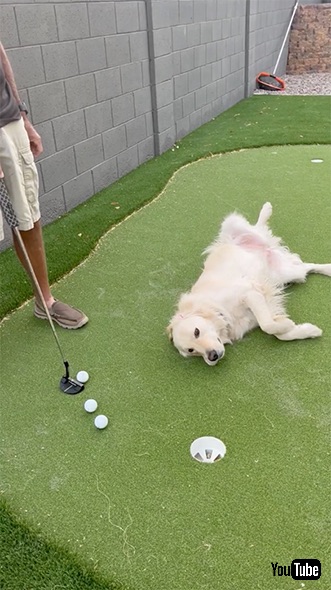飼い主のゴルフを邪魔する犬