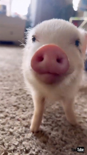 カメラに近づいてくる子ブタ